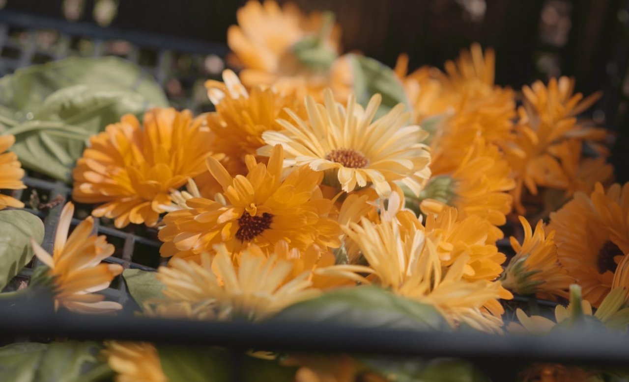 Frische gelb-orange Blumen