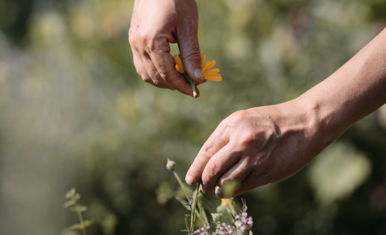 Hands picking fresh flowers in the garden of Masatsch hotel