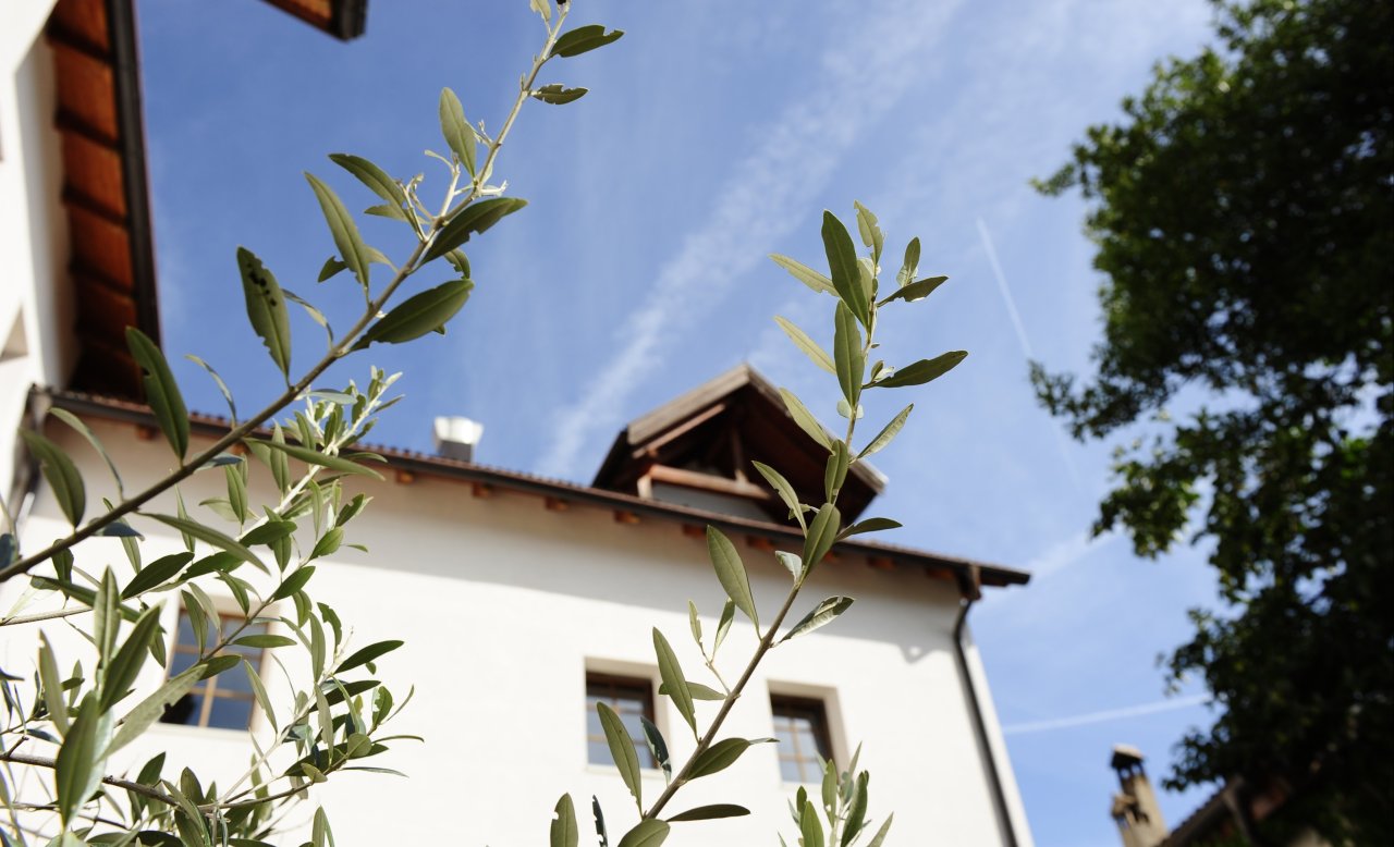 Außenaufnahme des Hotel Masatsch mit Olivenzweigen im Vordergrund