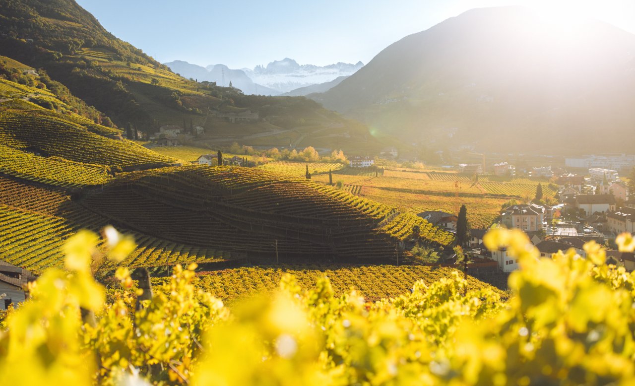 Weinberge im goldenen Licht mit Dolomiten und Rosengarten im Hintergrund