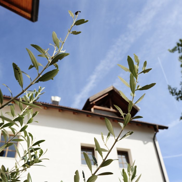 Außenaufnahme des Hotel Masatsch mit Olivenzweigen im Vordergrund